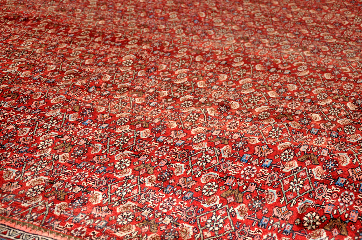 Bidjar Perserteppich allover | Herati-Muster